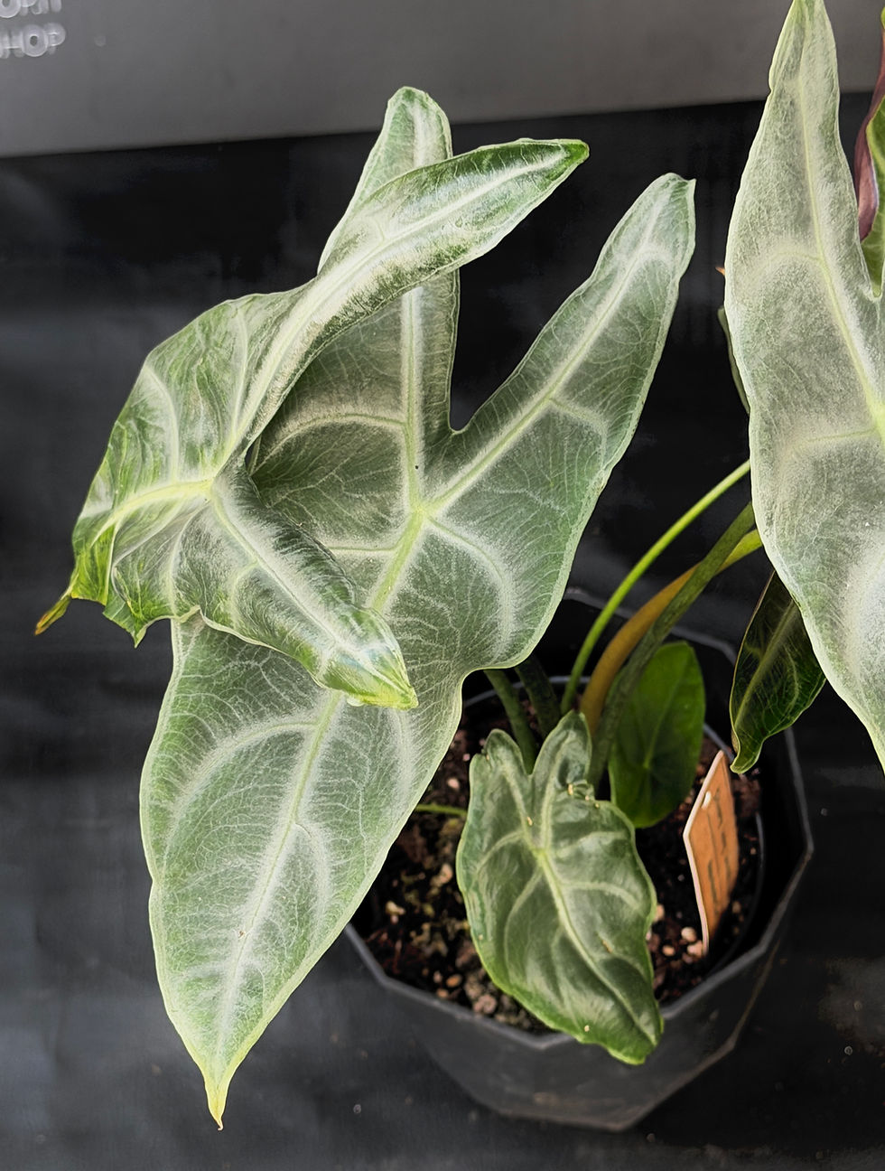 Miniature : ALOCASIA LONGILOBA SILVER LARGE