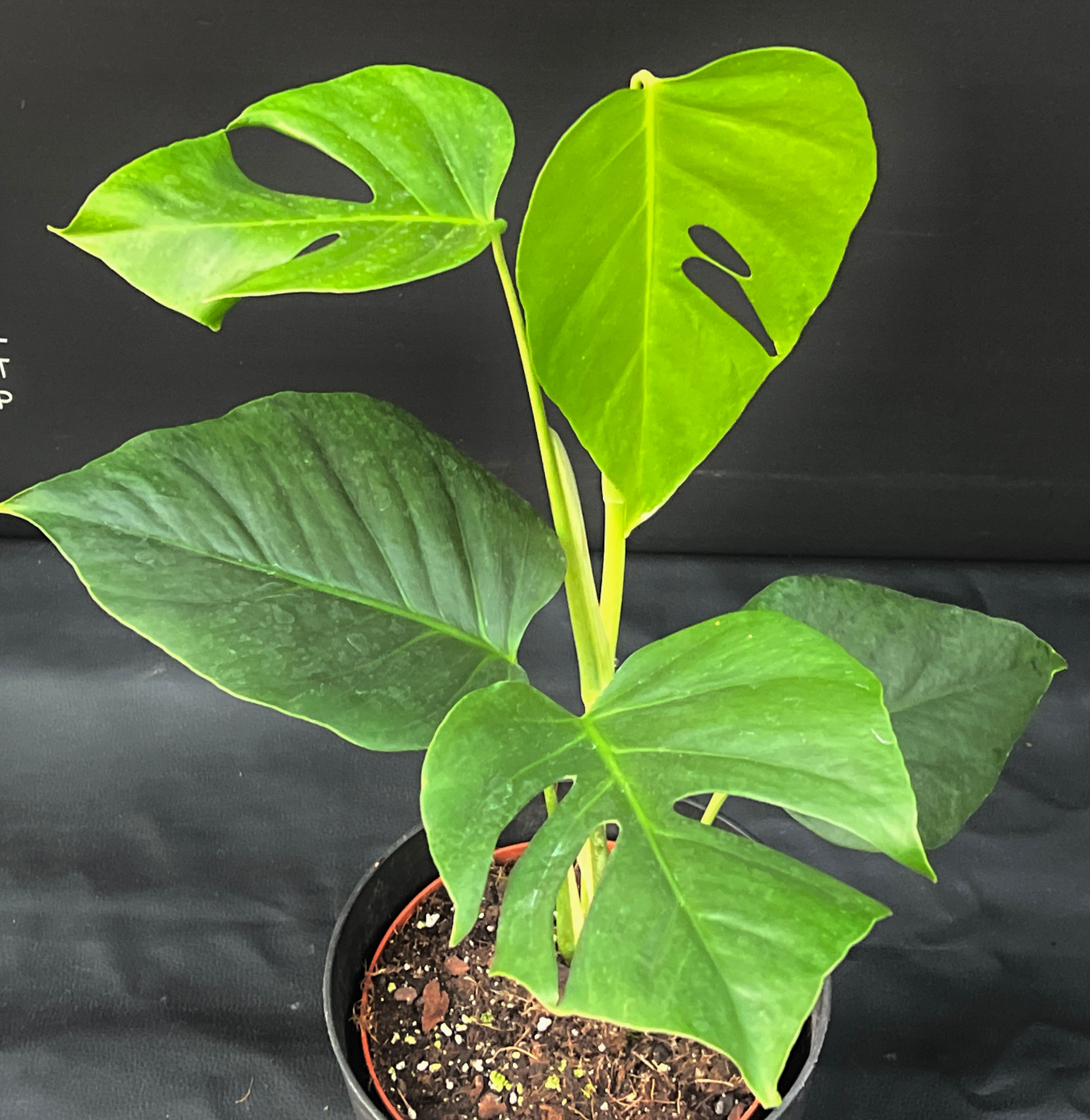 MONSTERA SIERRANA XL3