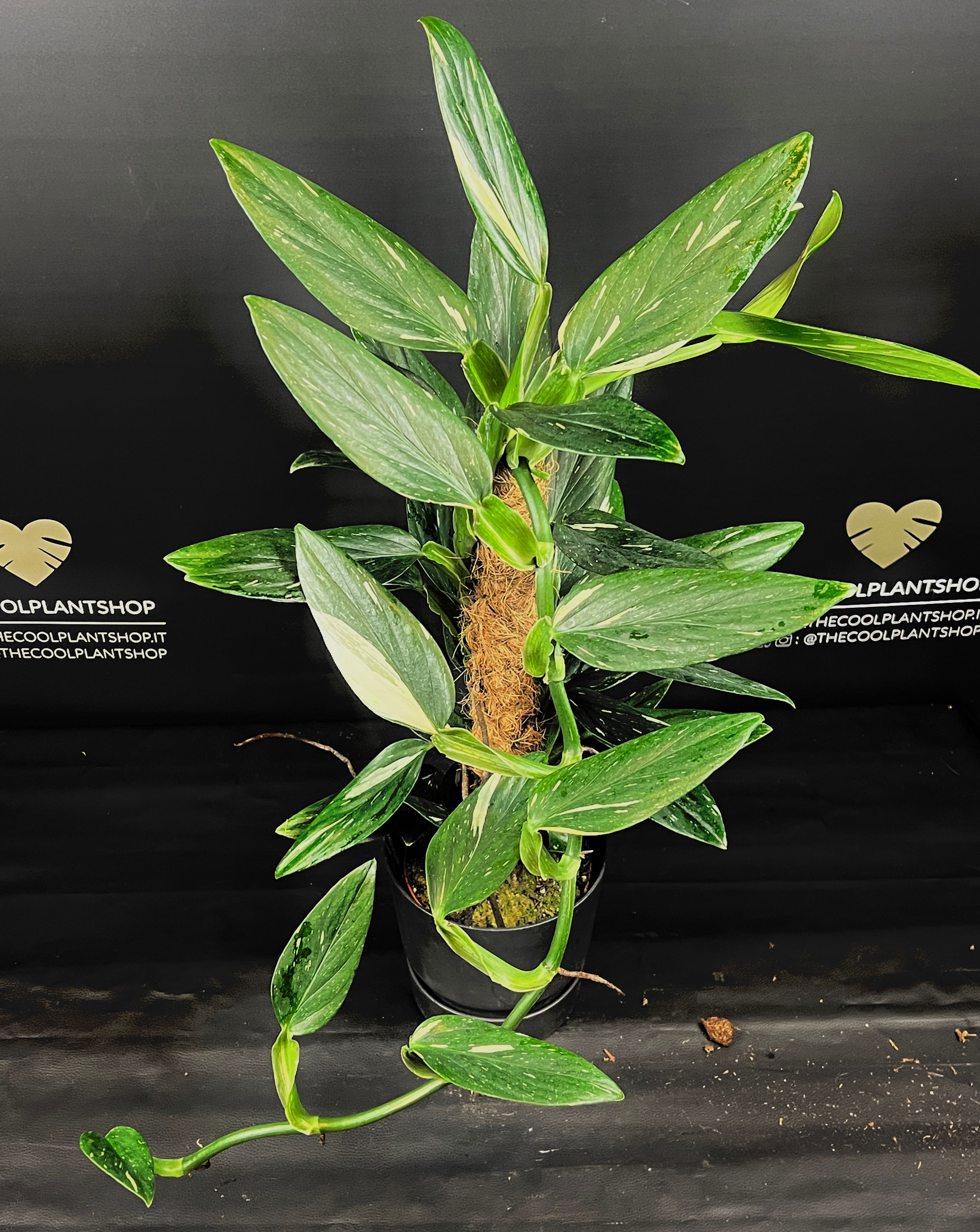 MONSTERA STANDLEYANA VARIEGATA XL