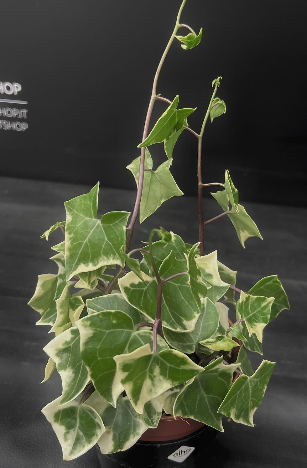 Miniatura: SENECIO MACROGLOSSUS VARIEGATA