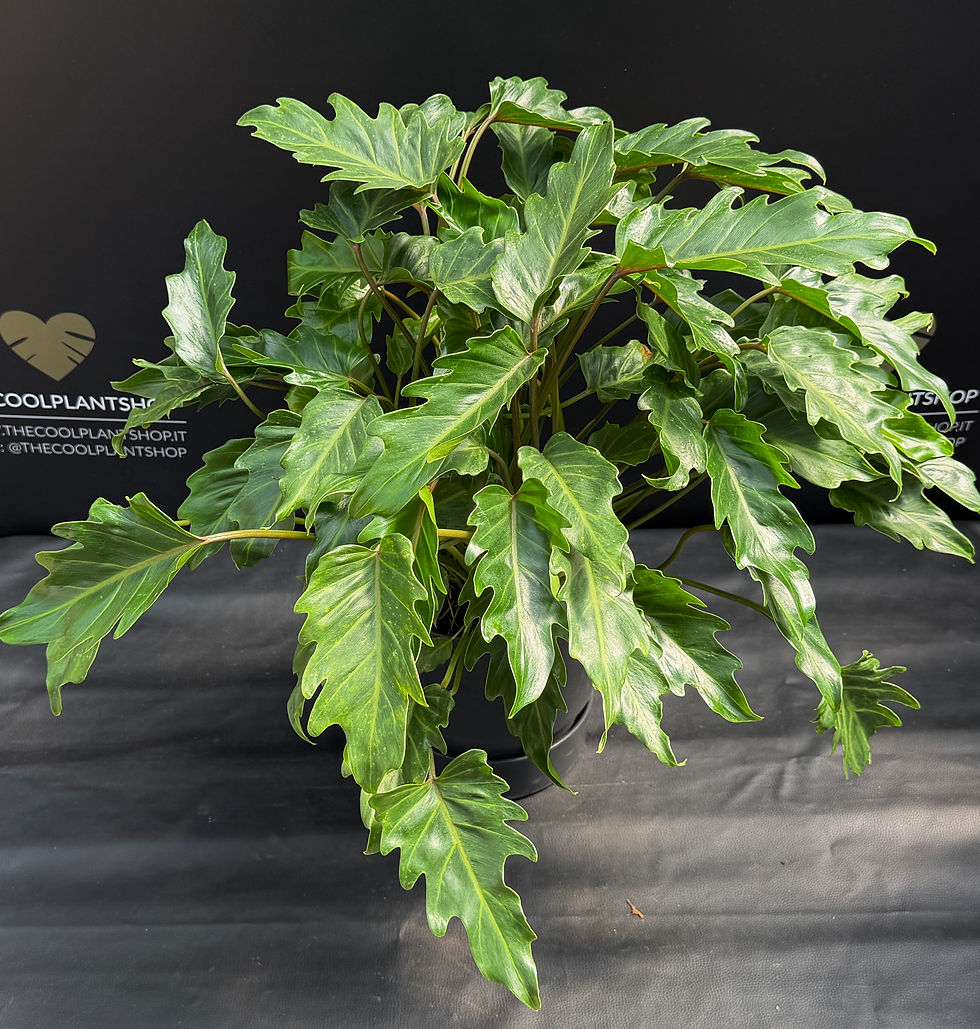 Miniatura: PHILODENDRON XANADU GIANT