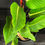 Miniatura: PHILODENDRON GENICULATUM JET STREAK XL