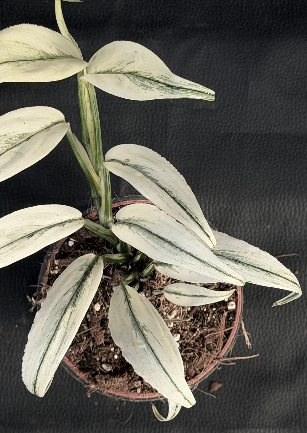 Miniatura: EPIPREMNUM AMPLISSIMUM WHITE VARIEGATA