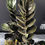 Miniatura: ZAMIOCULCAS ZAMIIFOLIA RAVEN GIANT