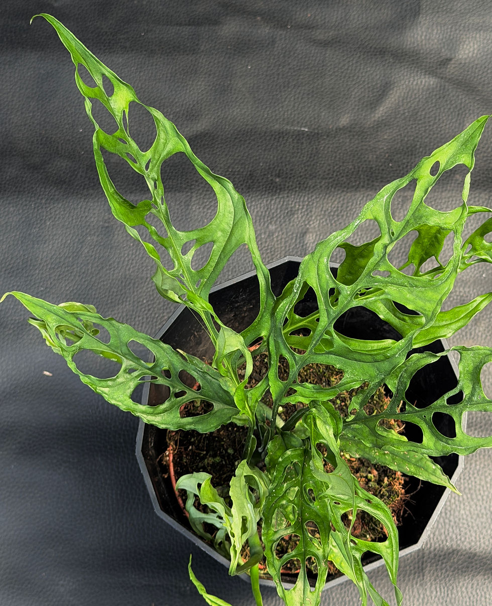 Miniatura: MONSTERA OBLIQUA PERU'