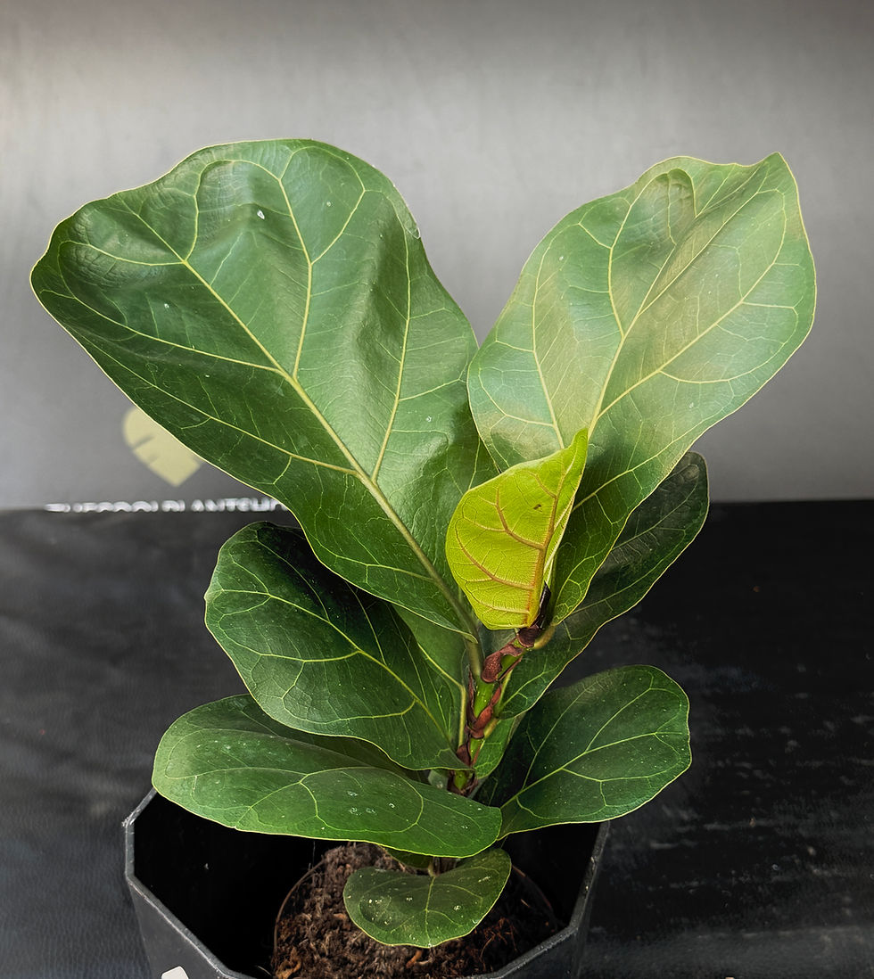 Miniatura: FICUS LYRATA