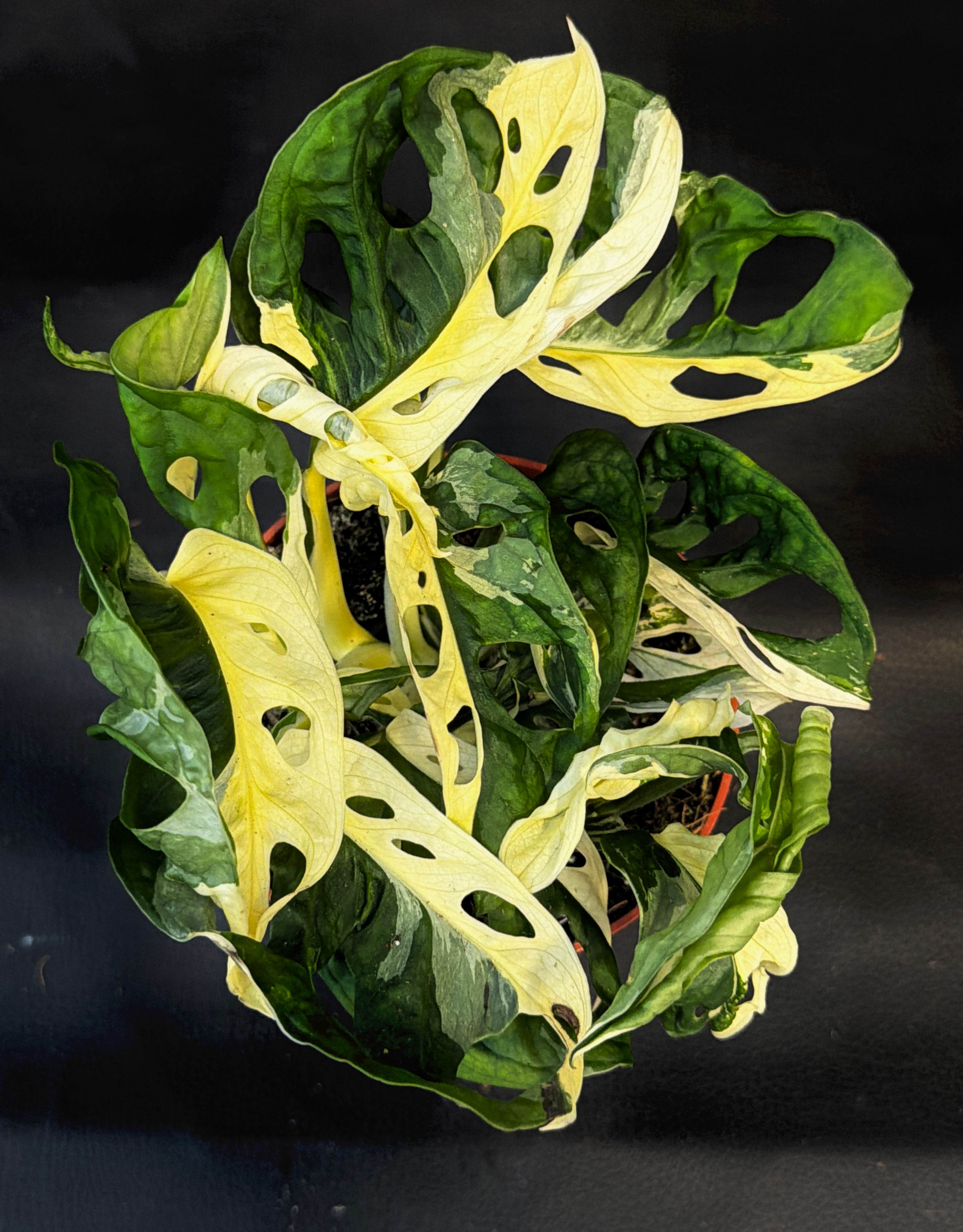 MONSTERA ADANSONII VARIEGATED F1