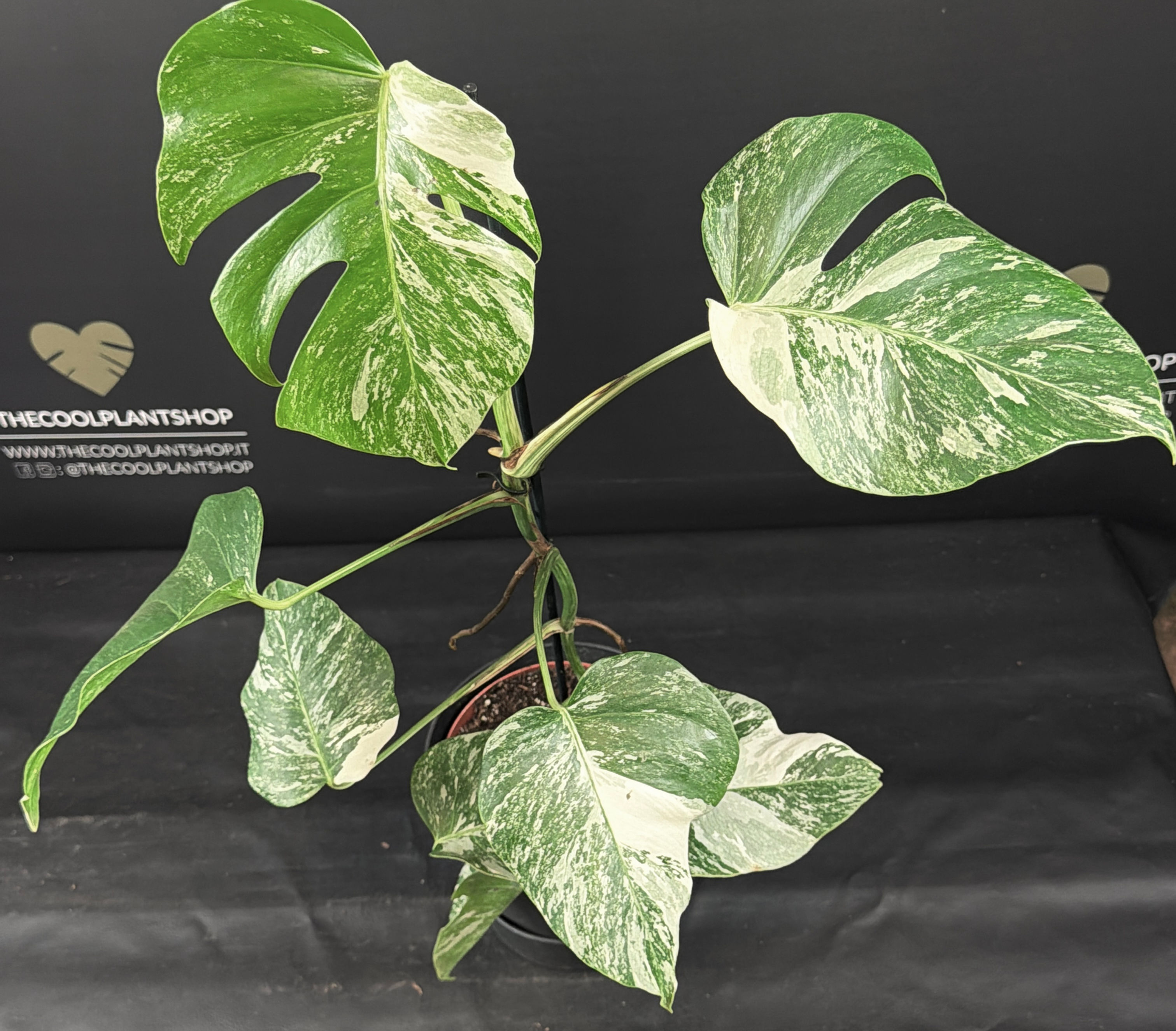 MONSTERA ALBO VARIEGATA XL3