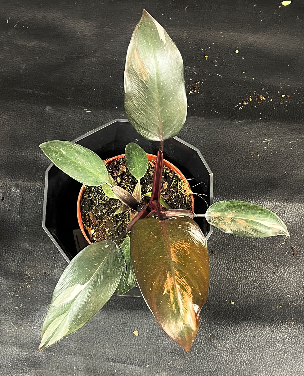 Miniatura: PHILODENDRON PINK PRINCESS