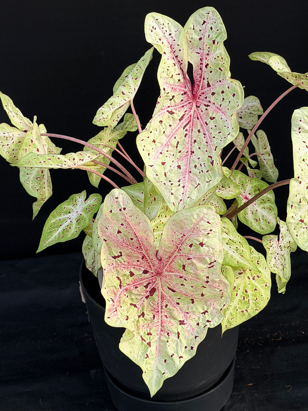 Miniatura: CALADIUM MISS MUFFET XL