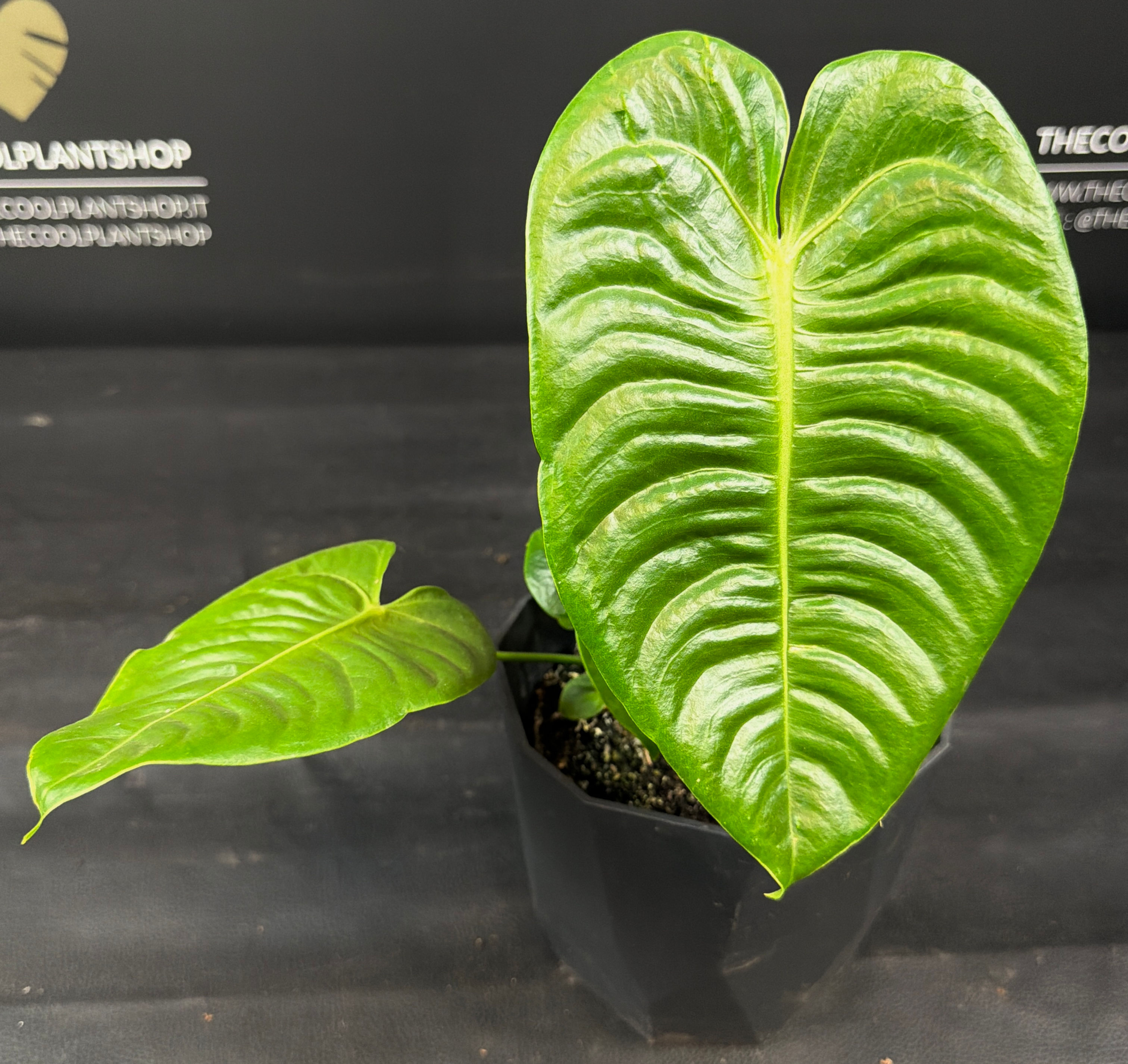 ANTHURIUM VEITCHII LARGE 7