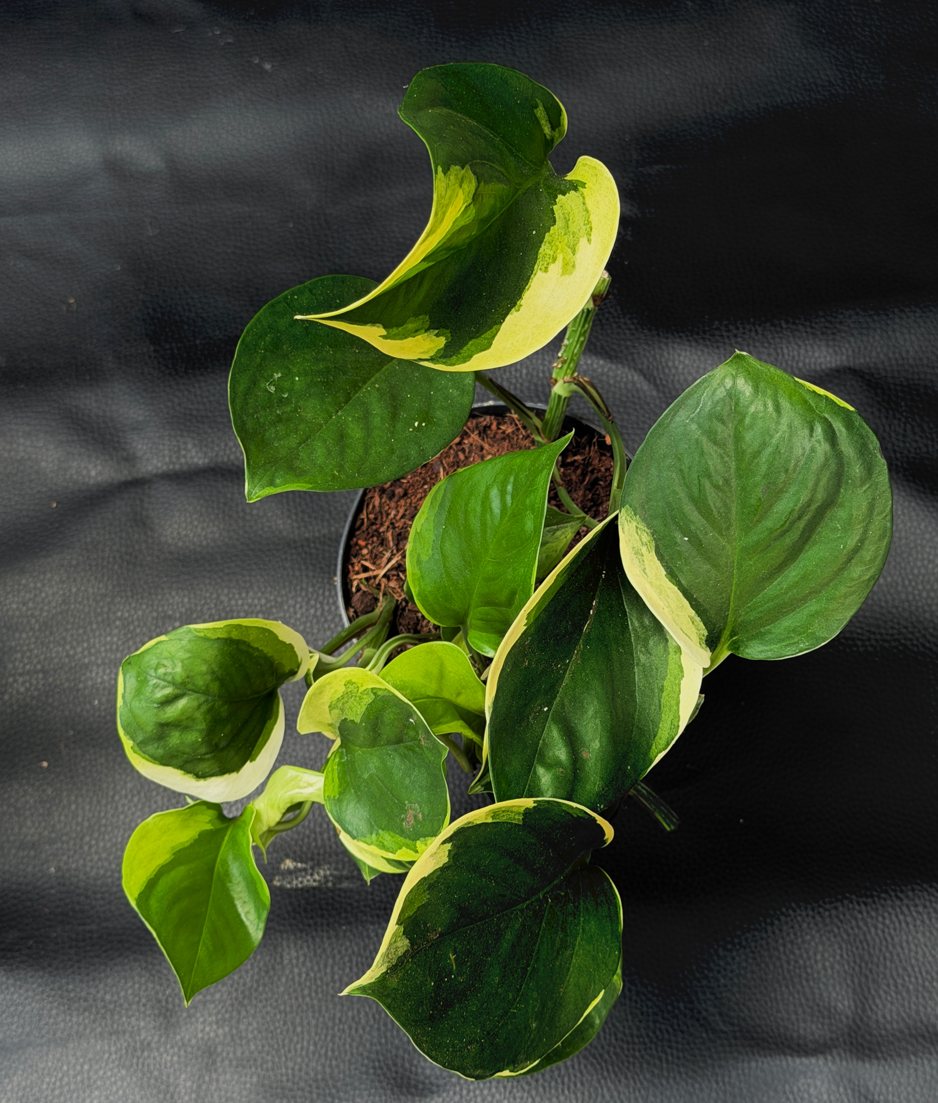 EPIPREMNUM POONSIN