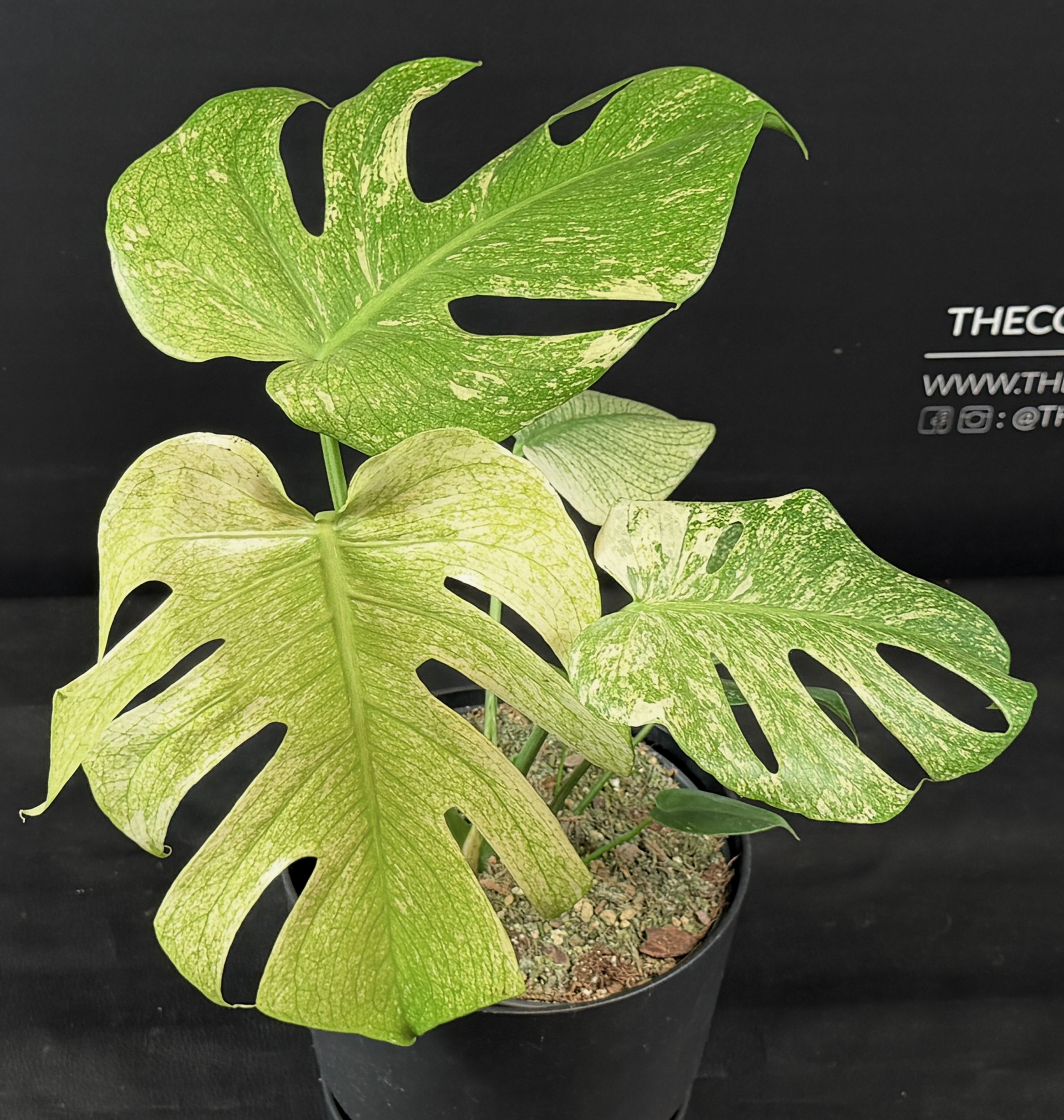 MONSTERA MINT XL4