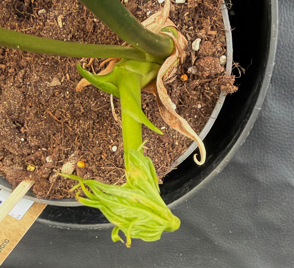 Miniatura: ANTHURIUM PEDATORADIATUM XL5