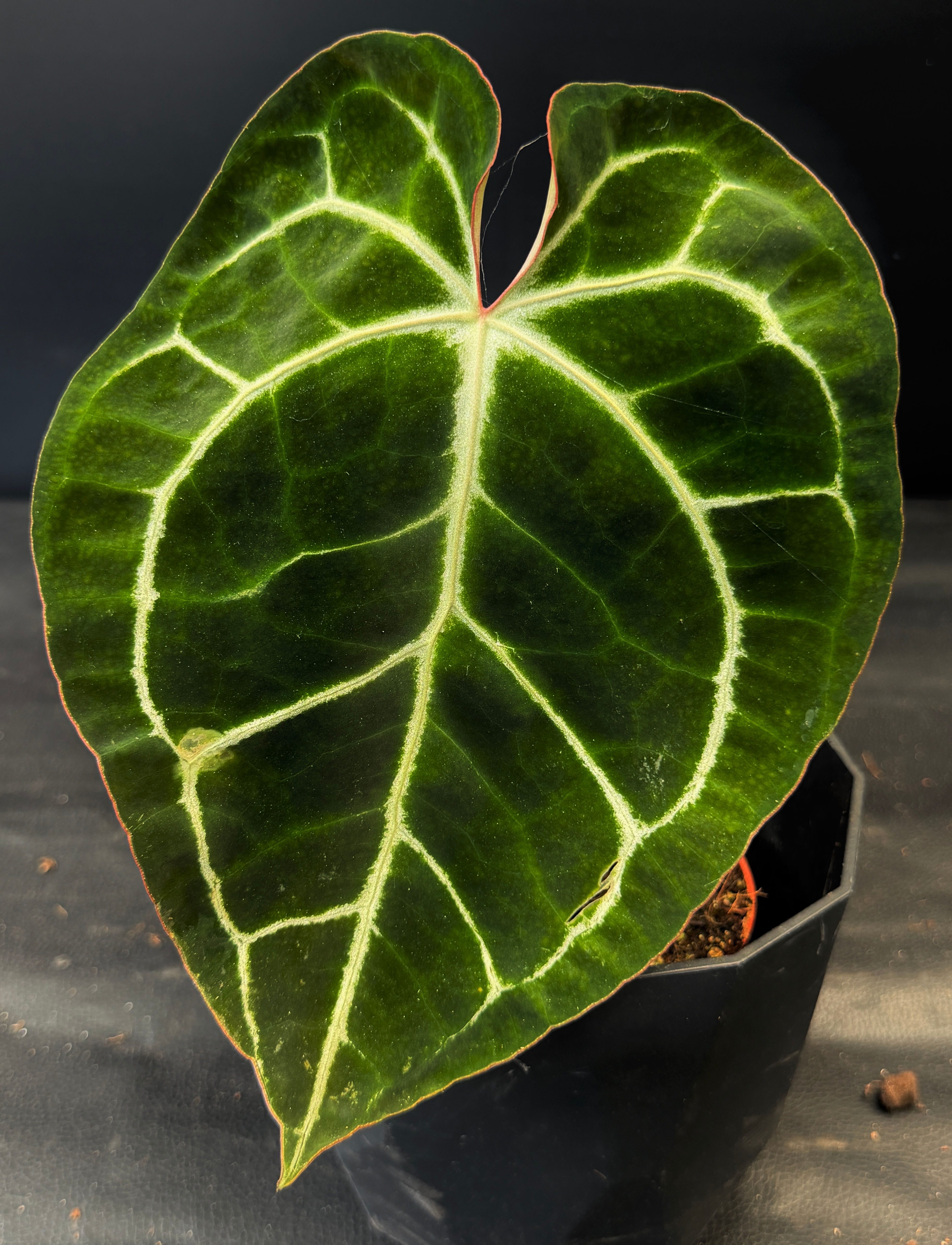 ANTHURIUM CRYSTALLINUM