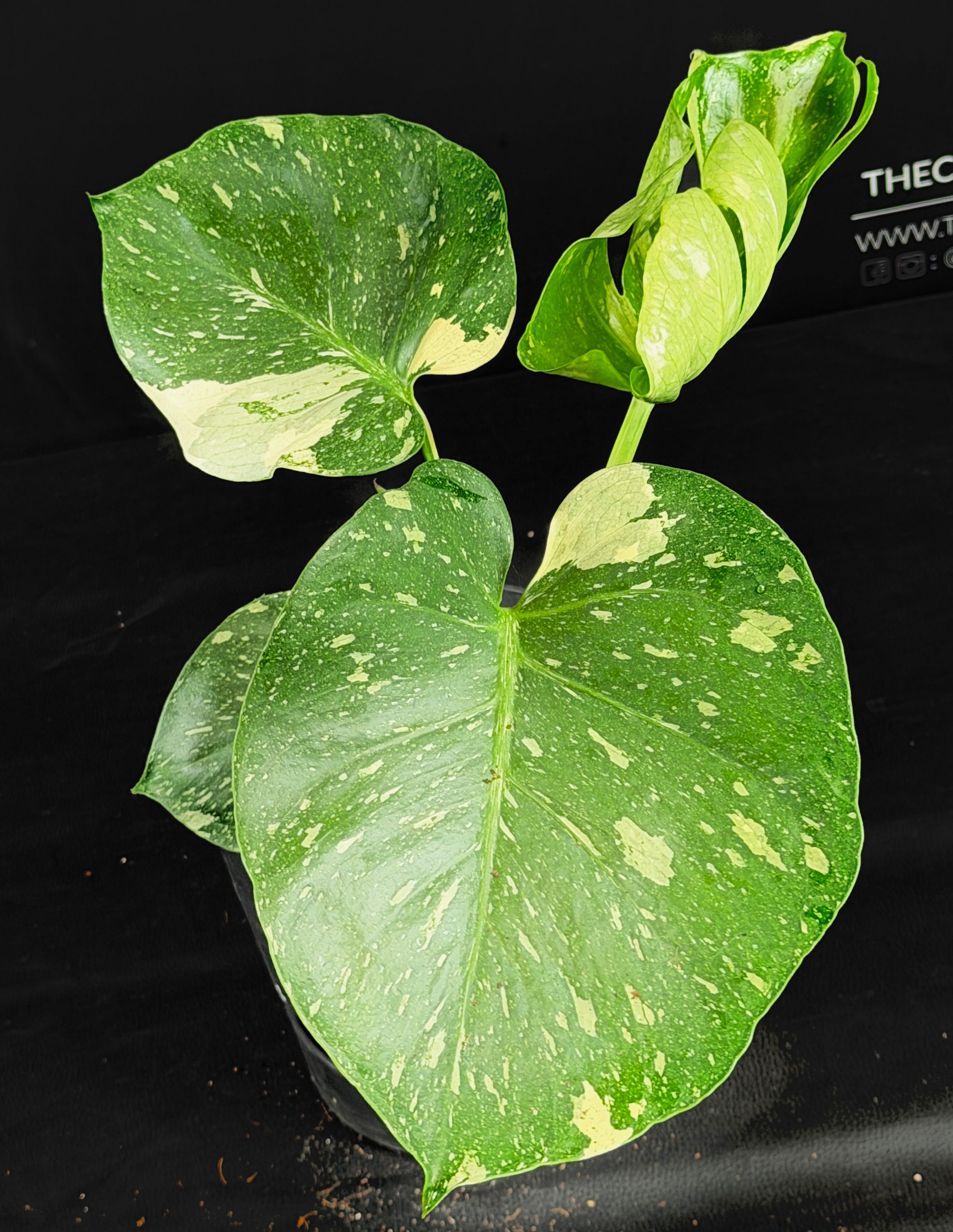 MONSTERA THAI CONSTELLATION LARGE C1