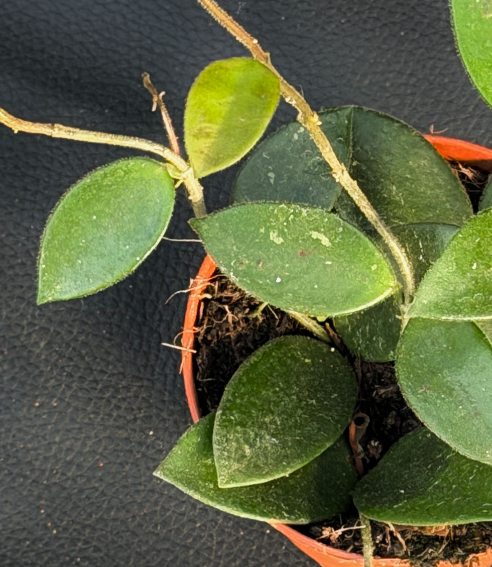 Miniatura: HOYA CHOUKE