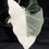 Miniatura: ALOCASIA FRYDEK VARIEGATED 9