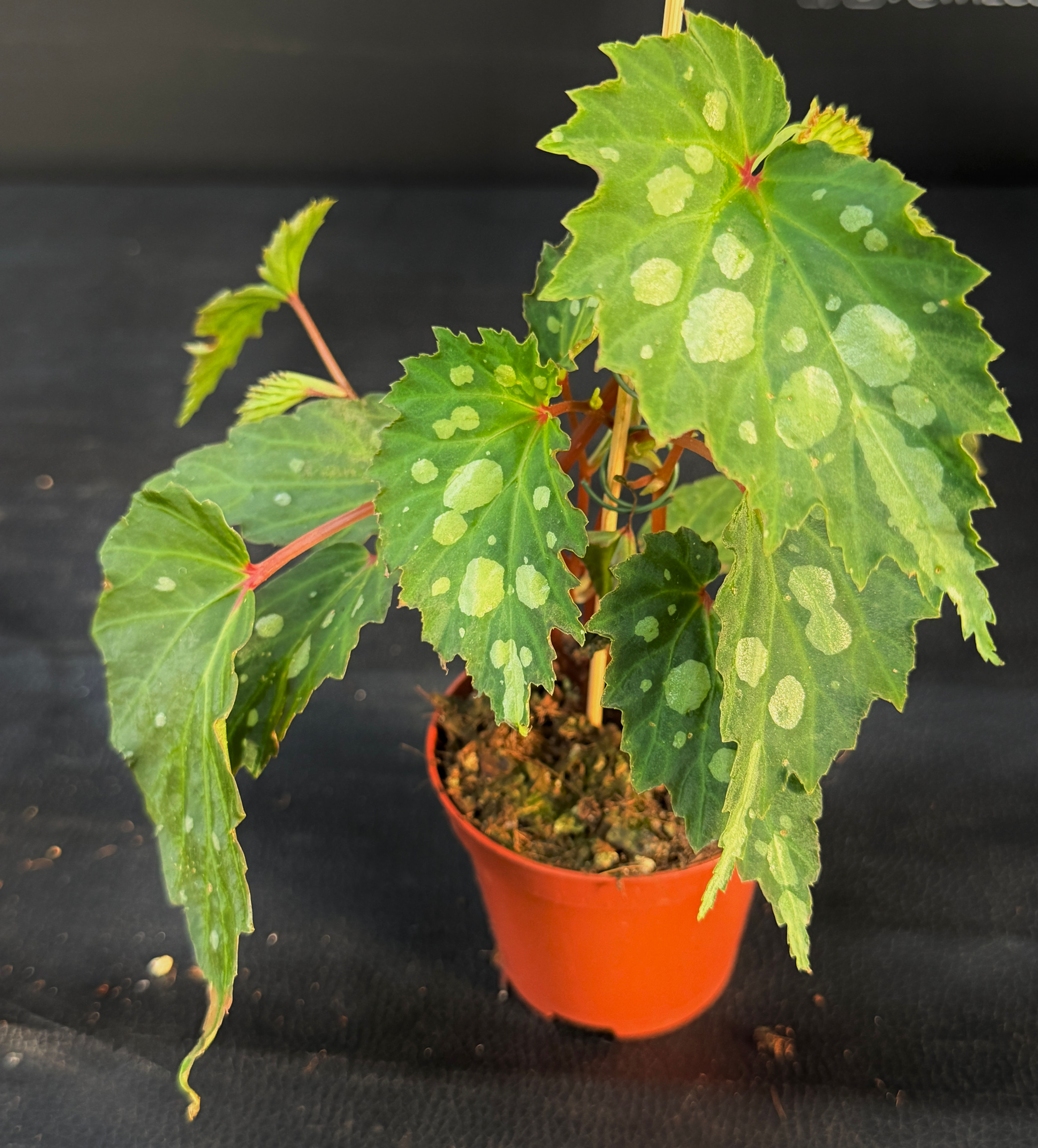 BEGONIA MANTUK