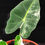 Miniatura: ALOCASIA FRYDEK VARIEGATED 1