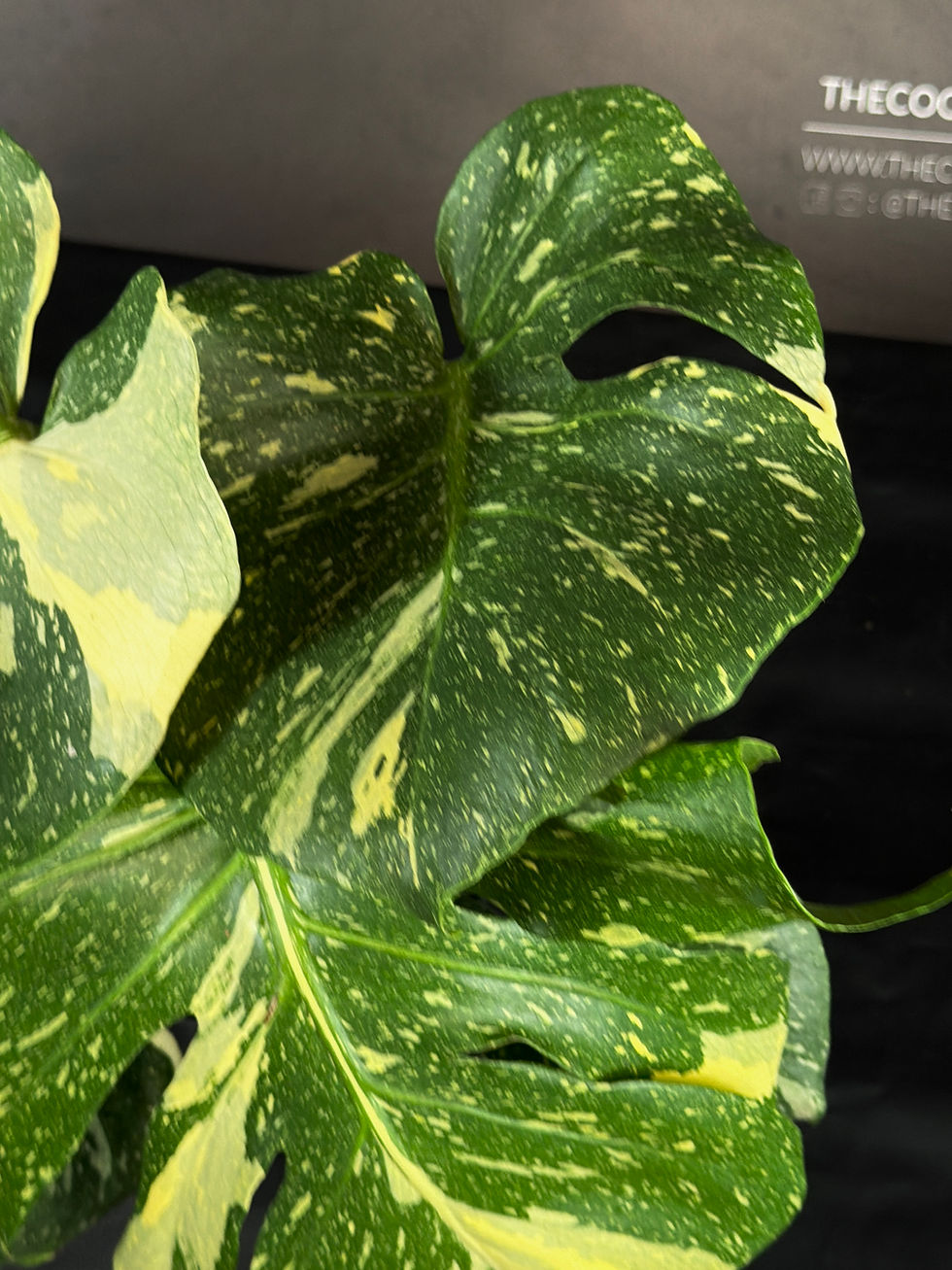 Miniaturbild: MONSTERA THAI CONSTELLATION LARGE K1