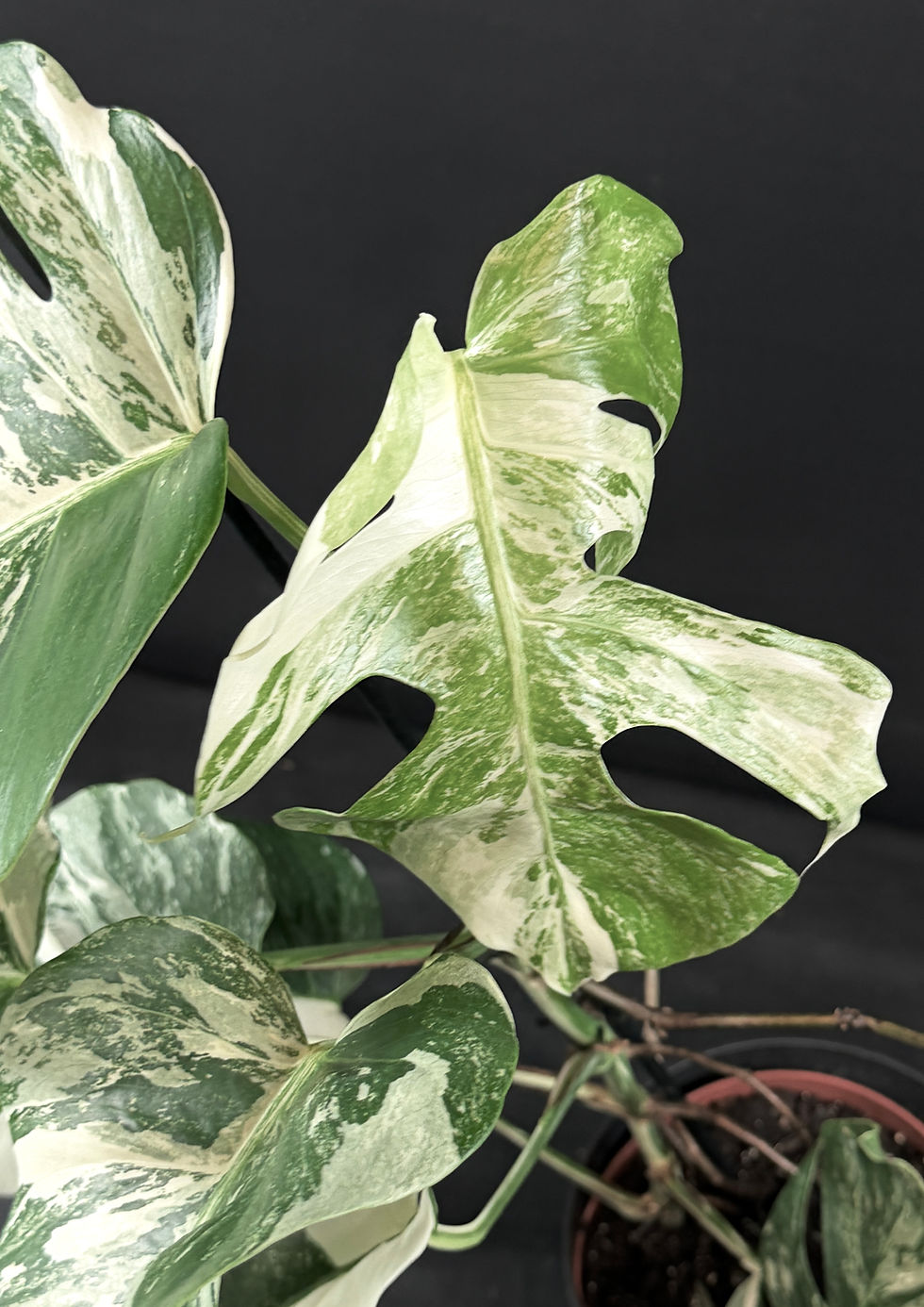 Miniatura: MONSTERA ALBO VARIEGATA XL V4