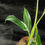 Miniaturbild: MUSA FLORIDA VARIEGATED 3