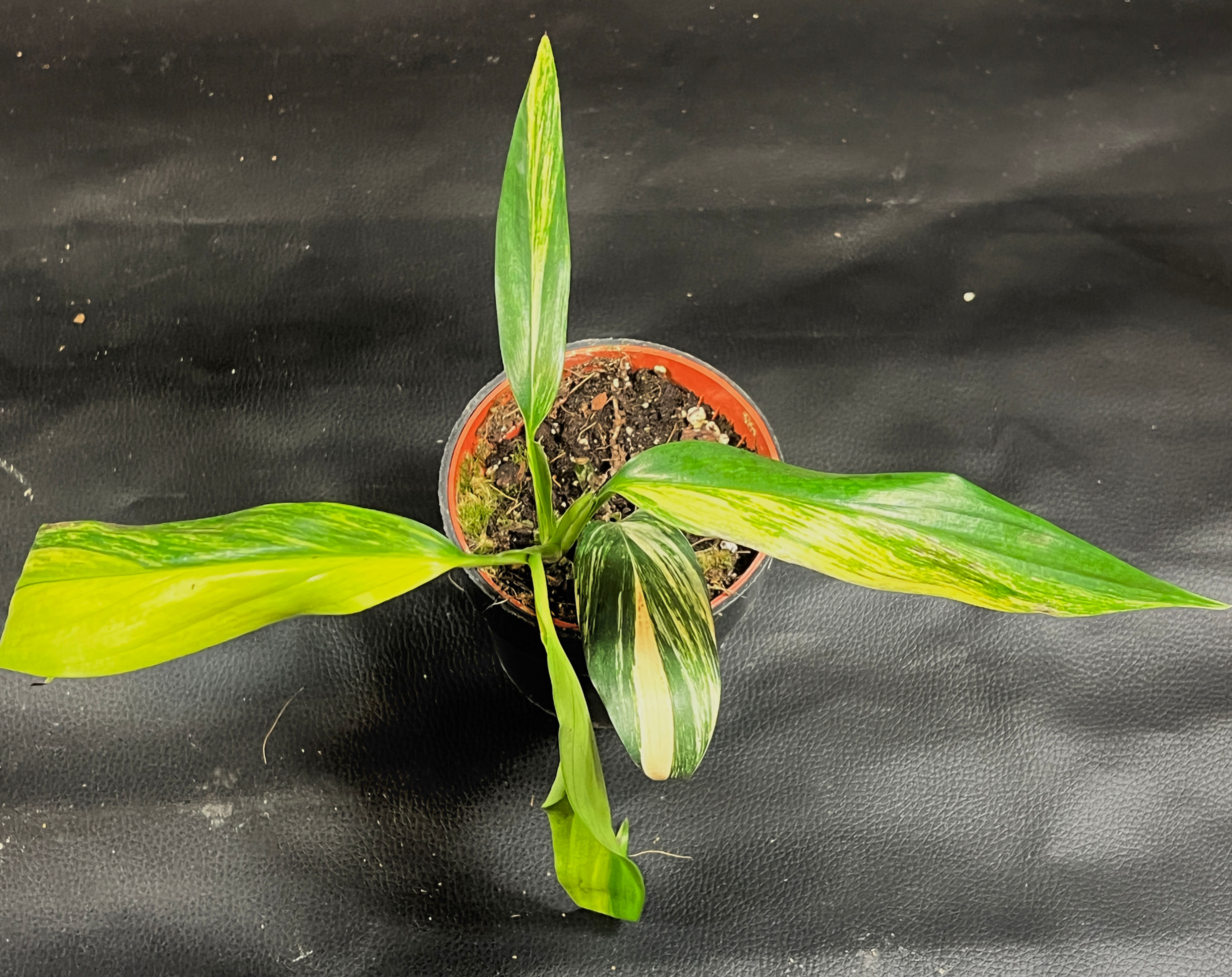 EPIPREMNUM AMPLISSIMUM AUREA 1