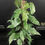 Miniature : EPIPREMNUM PINNATUM VARIEGATA GIANT 2