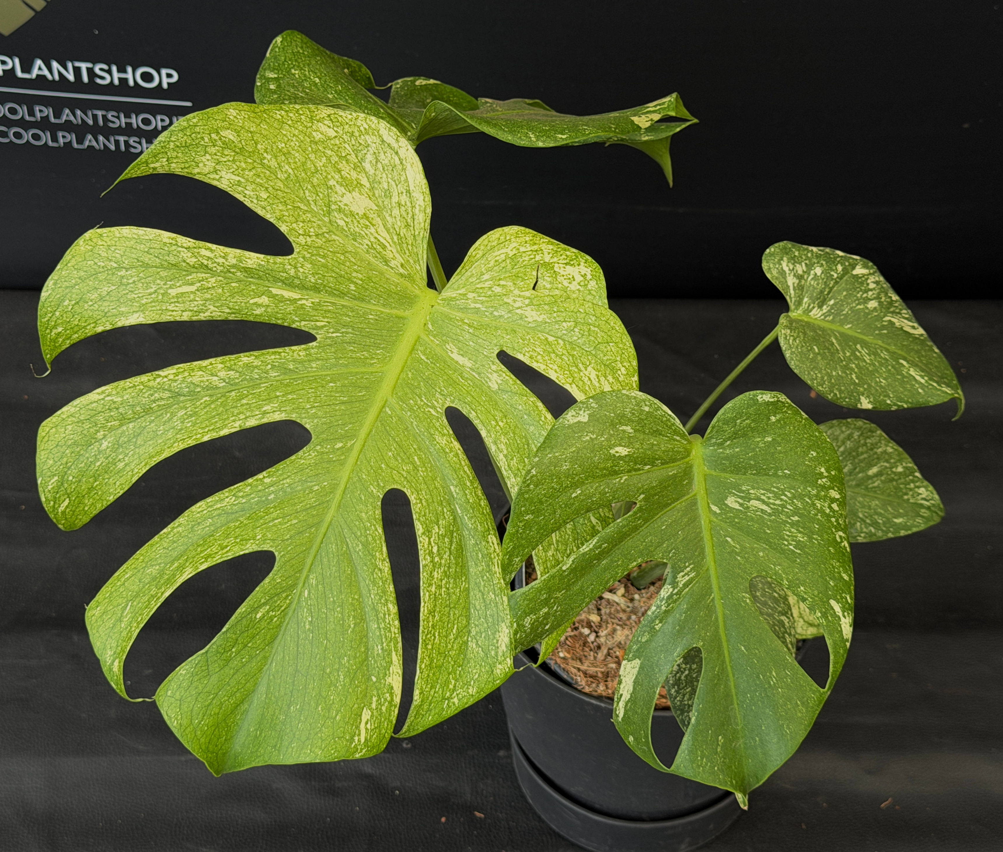 MONSTERA MINT XL1