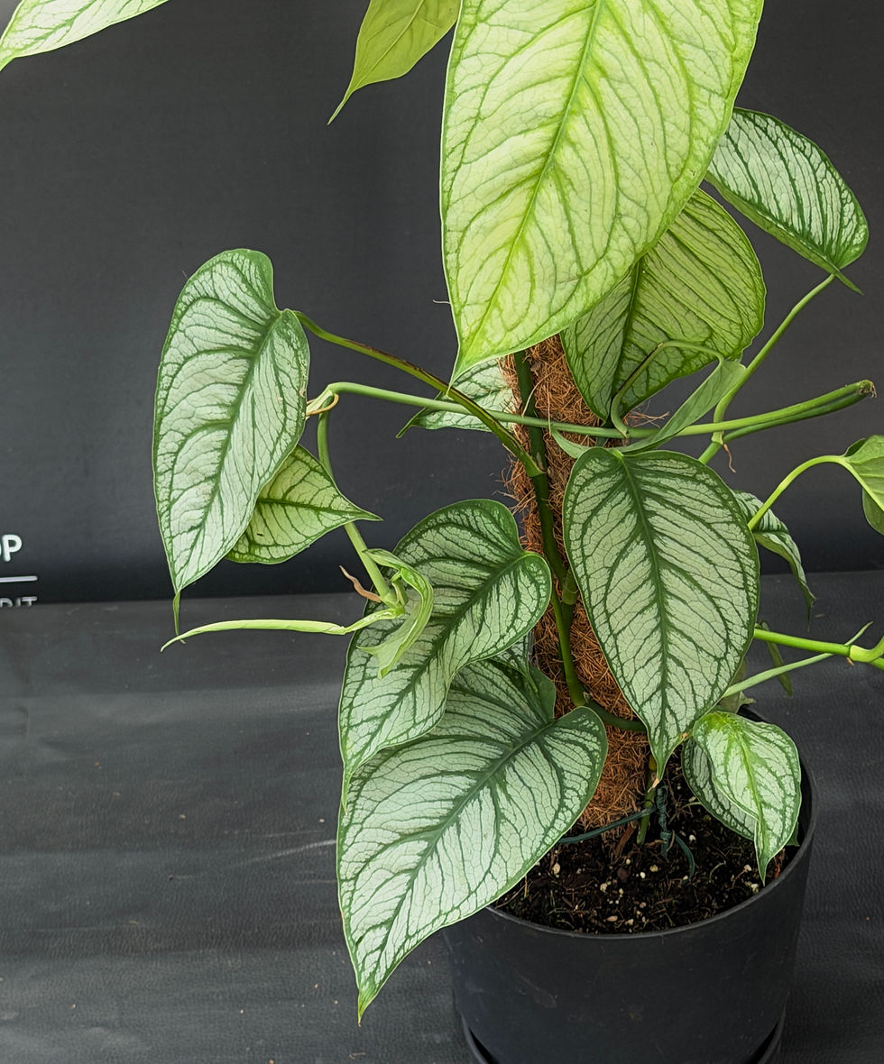 Miniatura: MONSTERA SILTEPECANA EL SALVADOR XL3
