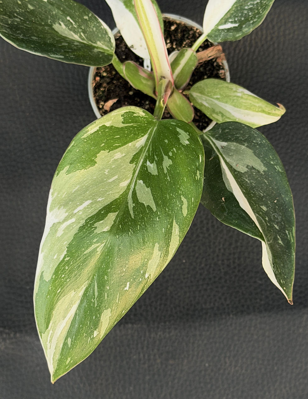 Miniatura: PHILODENDRON WHITE PRINCESS BABY