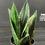 Miniatura: SANSEVERIA GREY STIPE