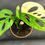 Miniatura: MONSTERA ADANSONII VARIEGATED  BABY