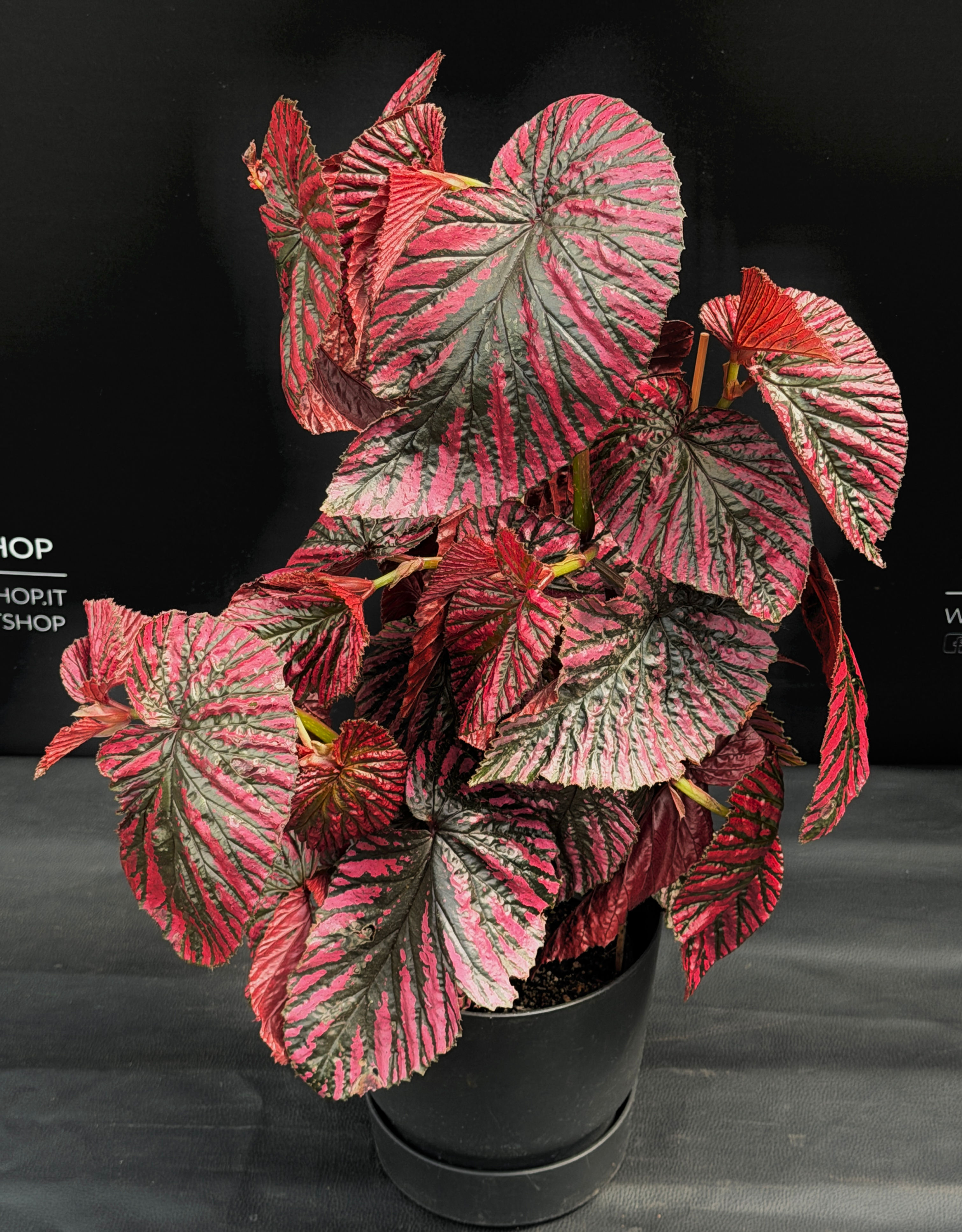 BEGONIA BREVIRIMOSA XL
