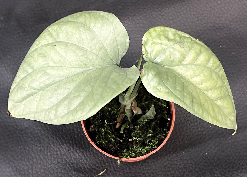 Miniature : AMYDRIUM MEDIUM SILVER BABY