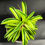 Miniatura: PEPEROMIA FIRE SPARKS BABY