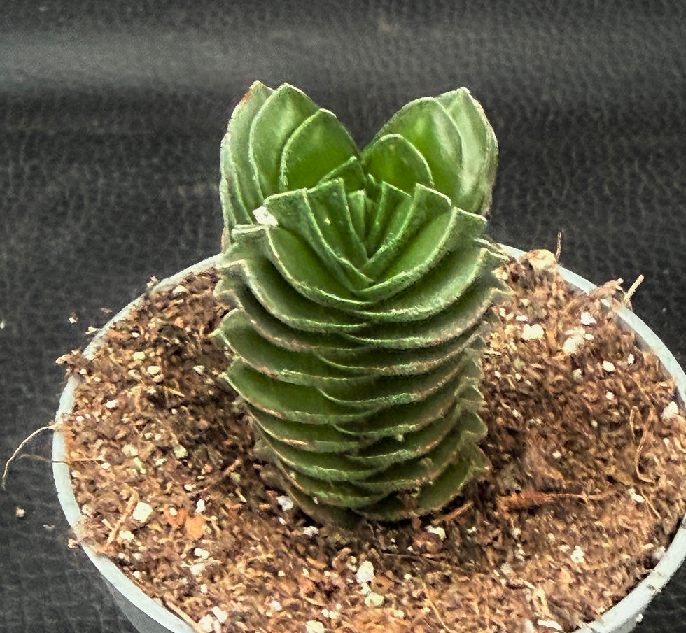 Miniatura: CRASSULA BUDDHA'S TEMPLE BABY