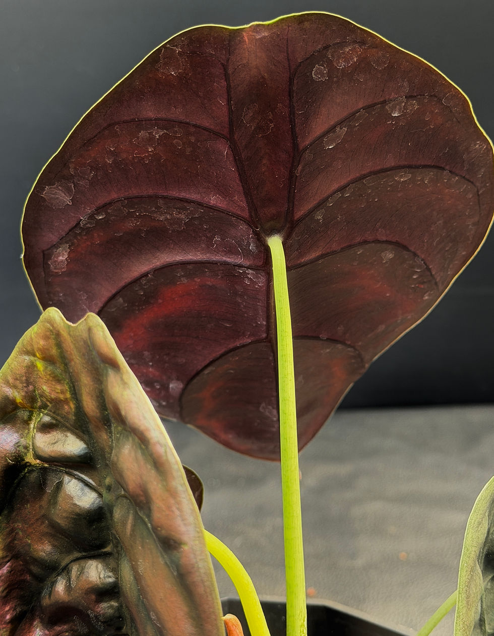 Miniatura: ALOCASIA CUPREA RED SECRET