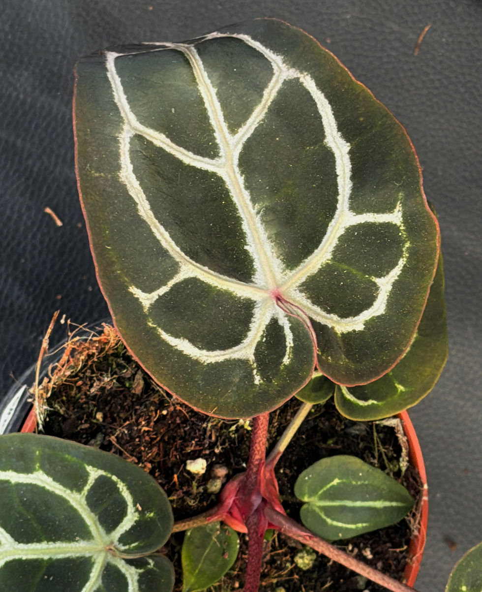Miniatura: ANTHURIUM PINK BLUSH 4