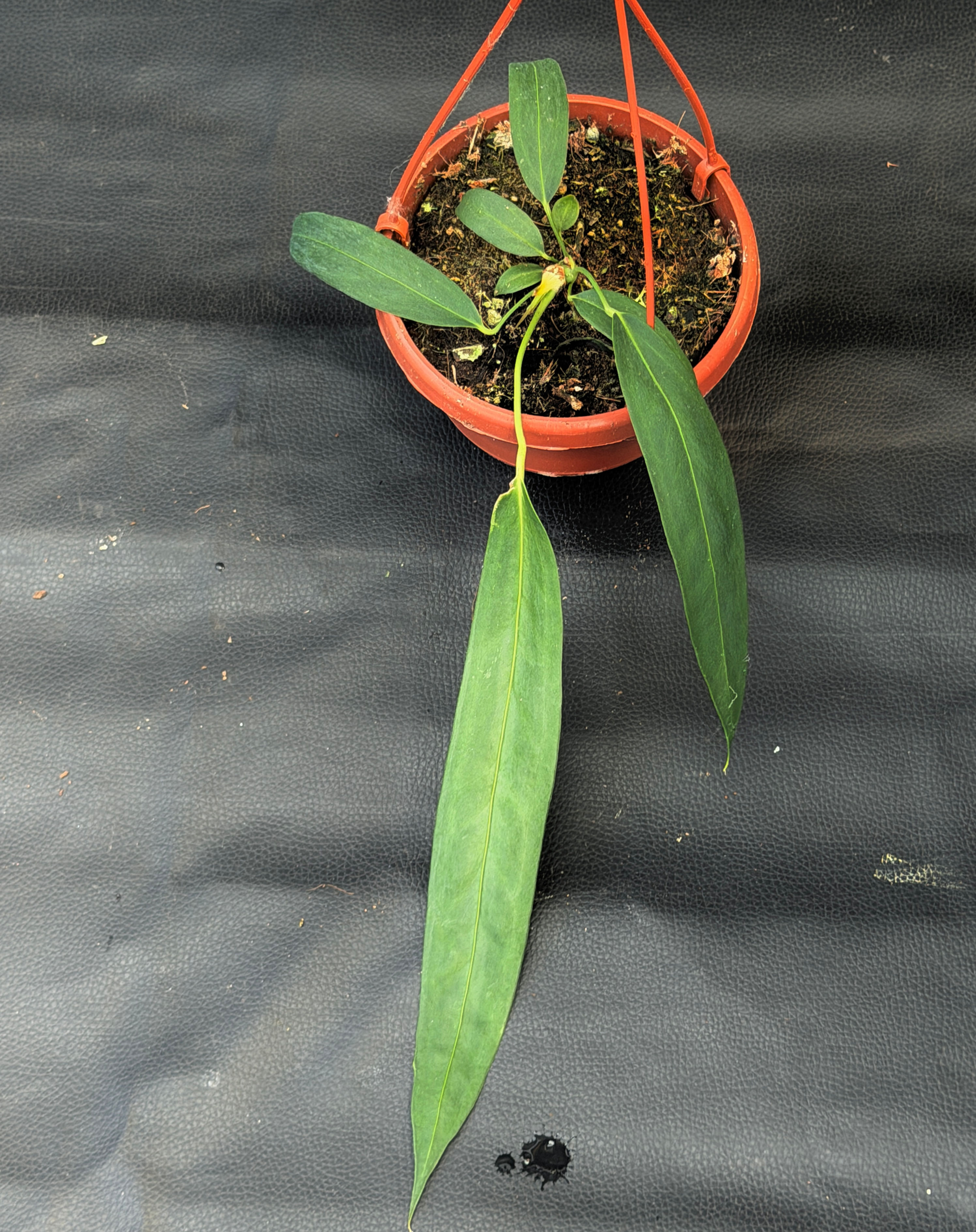 ANTHURIUM WENDLINGERI LARGE BASKET 5