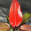 Miniatura: PHILODENDRON McCOLLEY'S FINALE