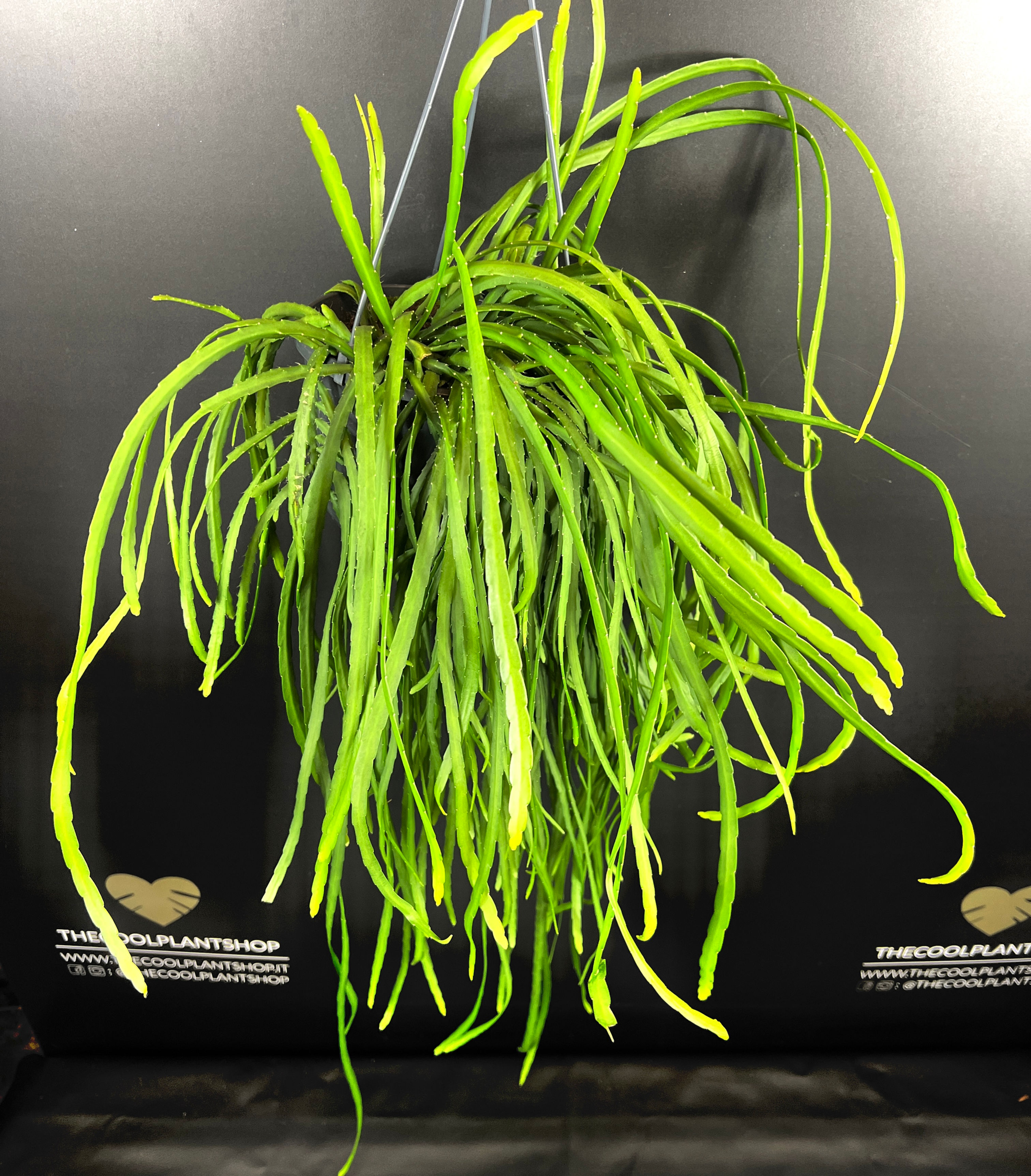 LEPISMIUM BOLIVIANUM XL BASKET