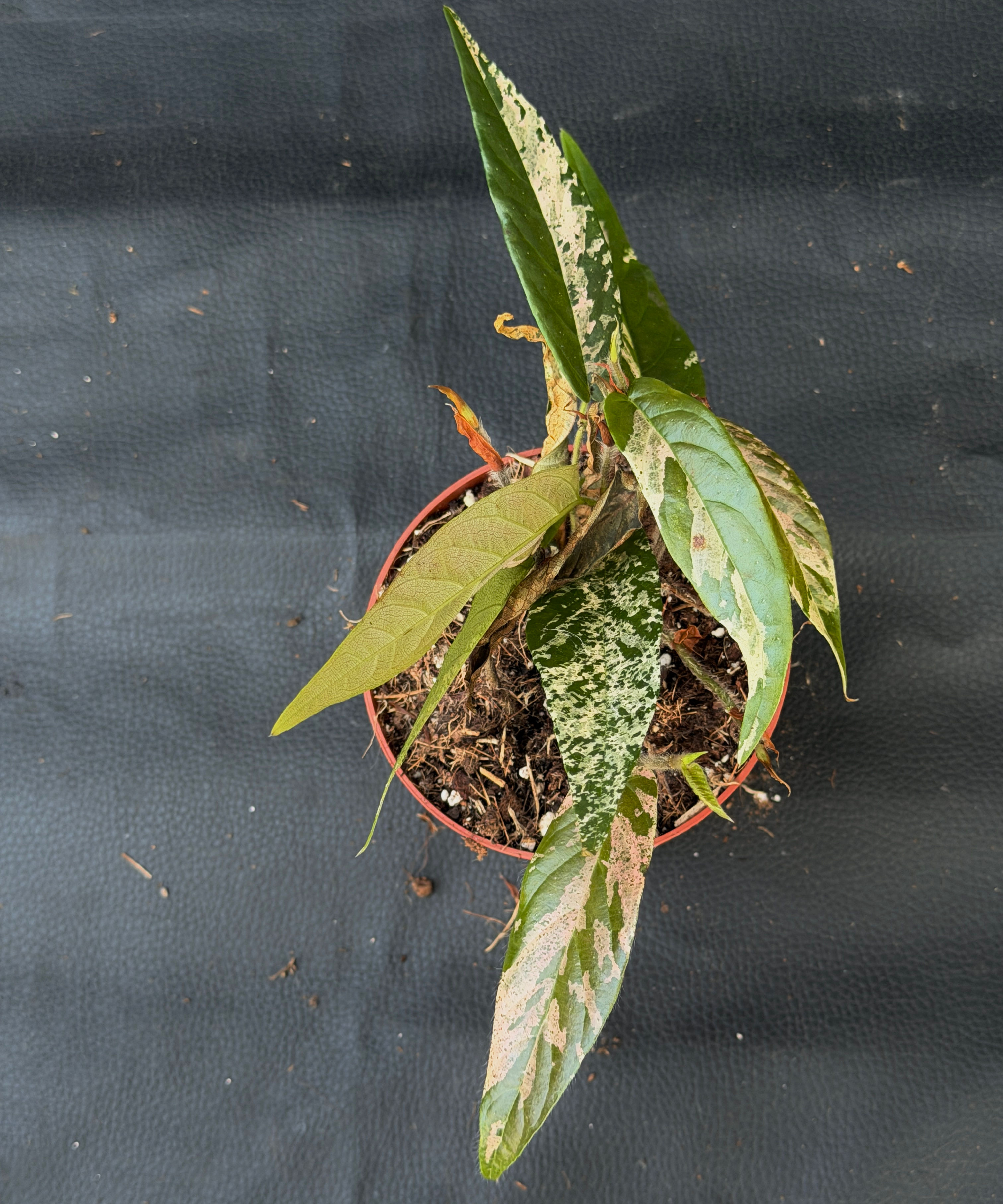 FICUS SAGITTATA VARIEGATA PINK 2