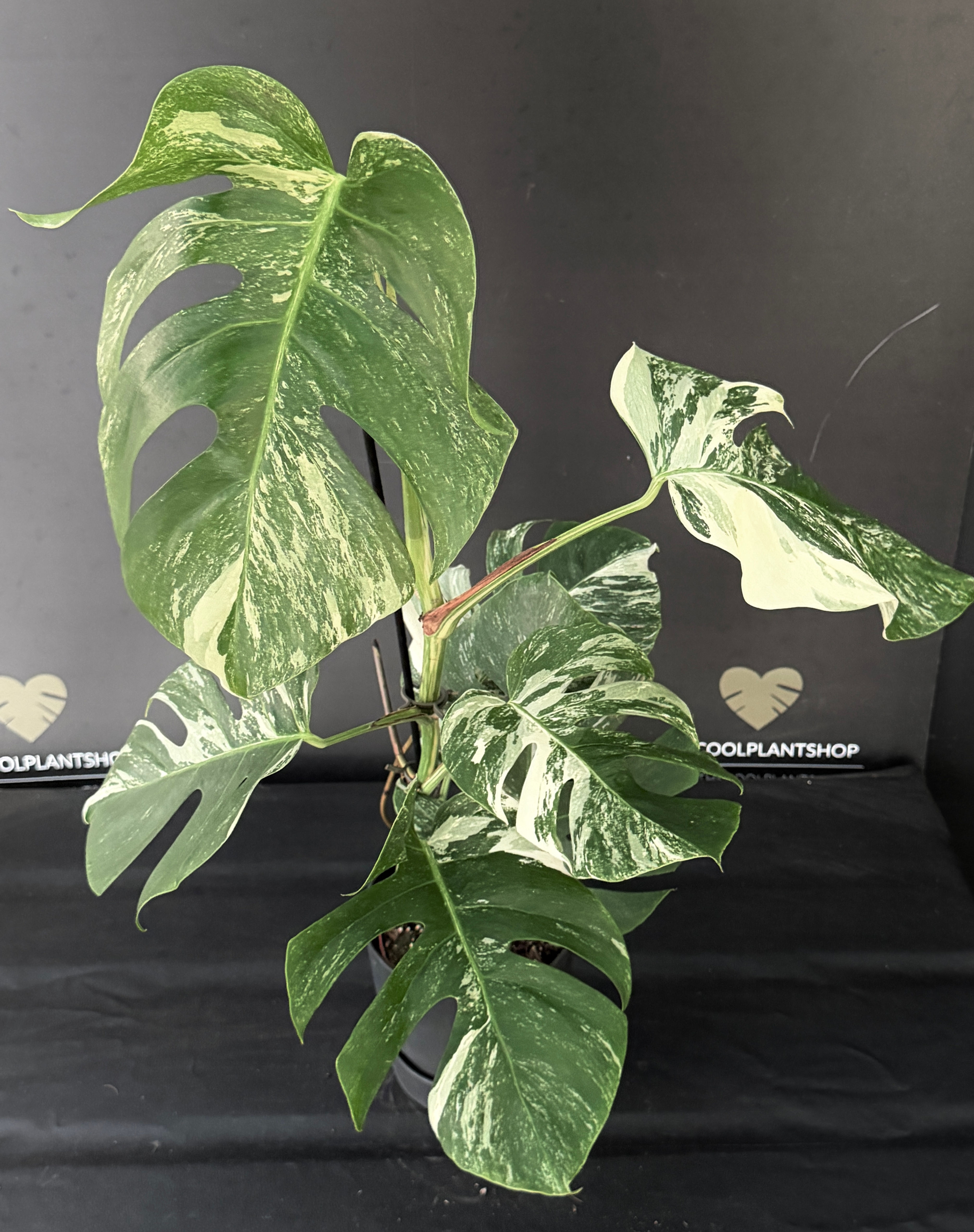 MONSTERA ALBO VARIEGATA XL F2