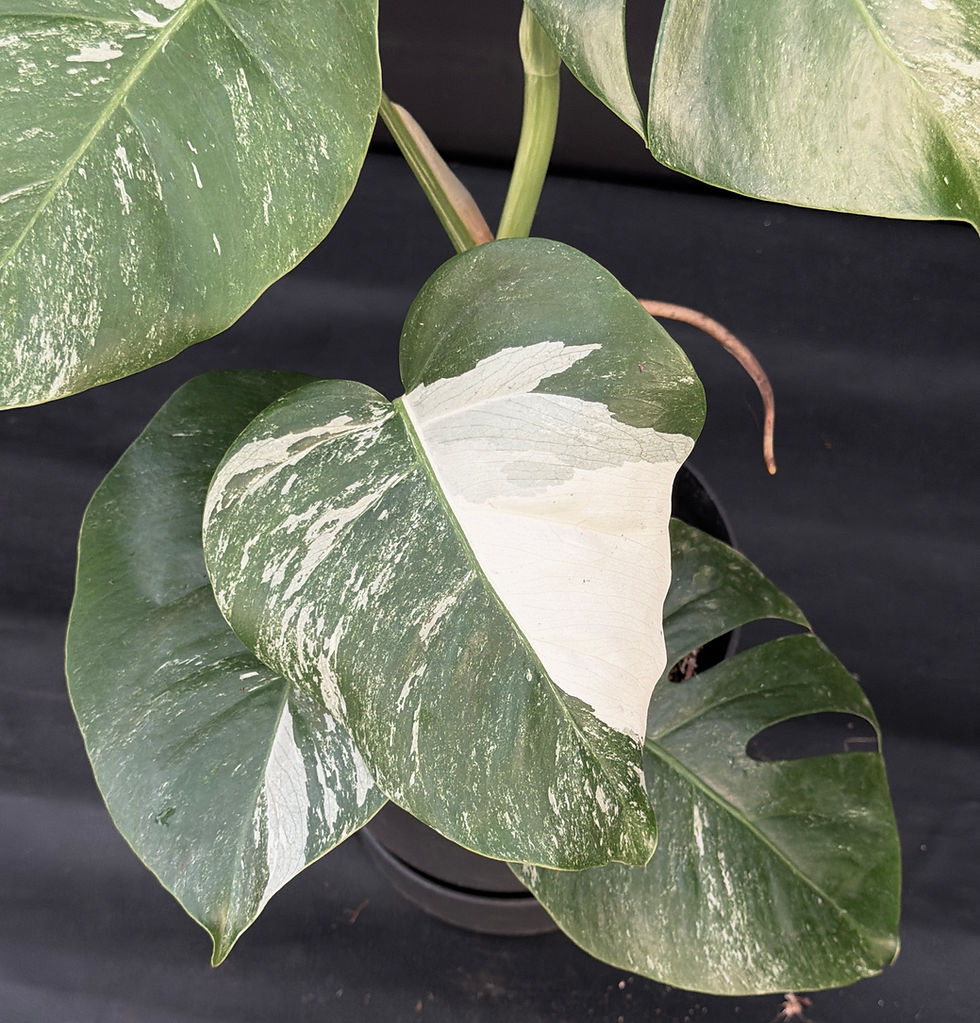 Thumbnail: MONSTERA ALBO VARIEGATA XL C5