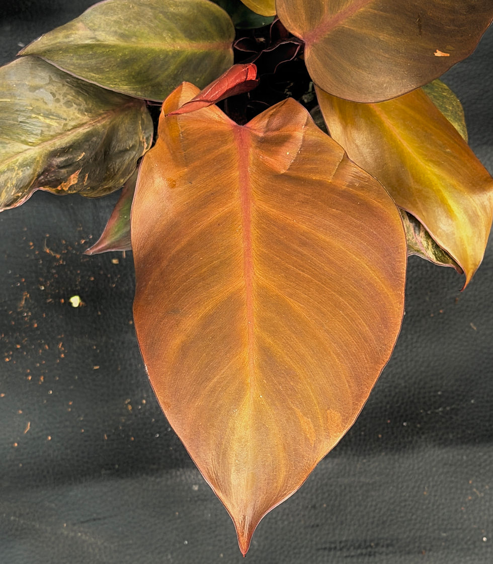 Miniatura: PHILODENDRON McCOLLEY'S FINALE