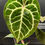 Miniatura: ANTHURIUM CRYSTALLINUM