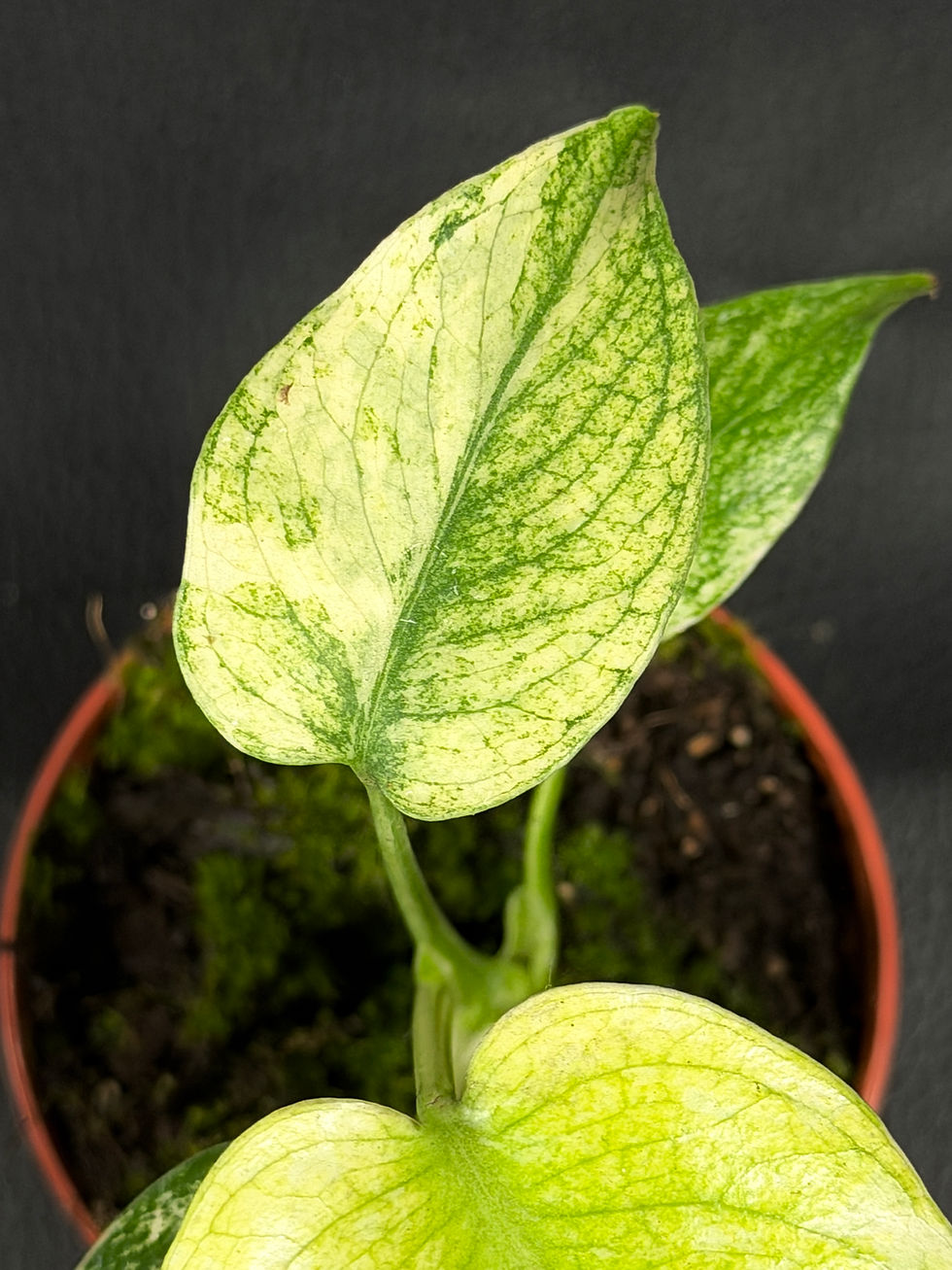 Miniatura: MONSTERA MINT SMALL V3