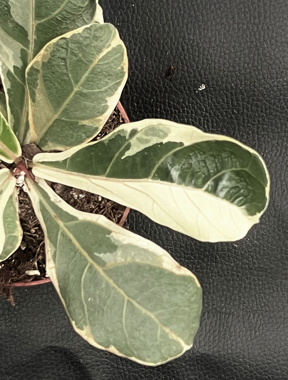 Miniatura: FICUS LYRATA VARIAGATA